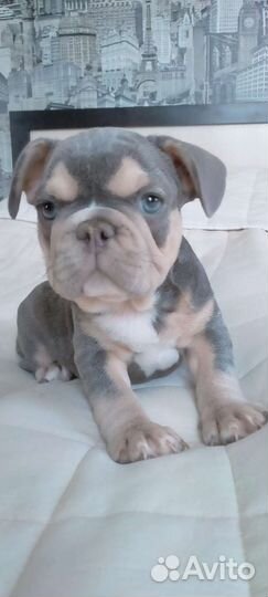 Французский бульдог щенки голубой