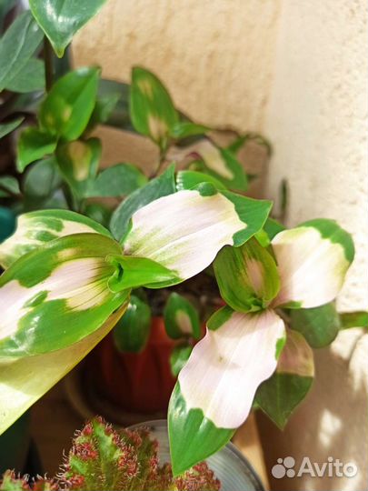 Традесканция застенчивая невеста