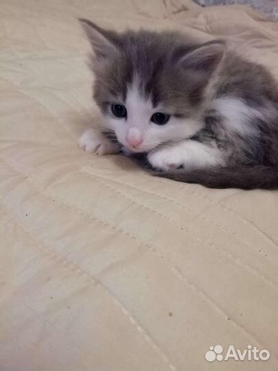 Котята