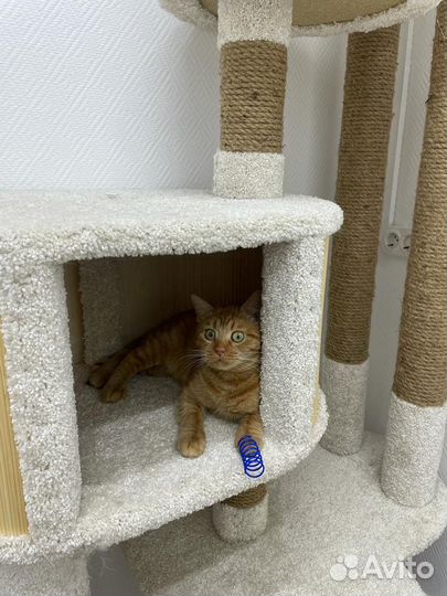 Кошка Маруся в добрые руки