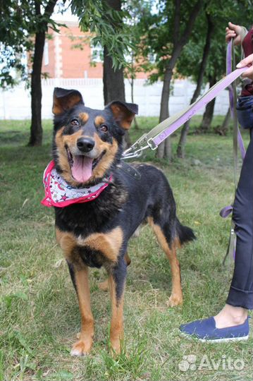 Собака Чарли в поисках дома