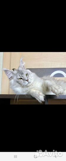 Передержка животных