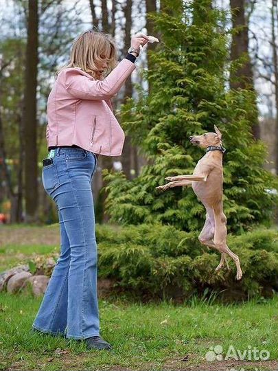 Левретка. вязка