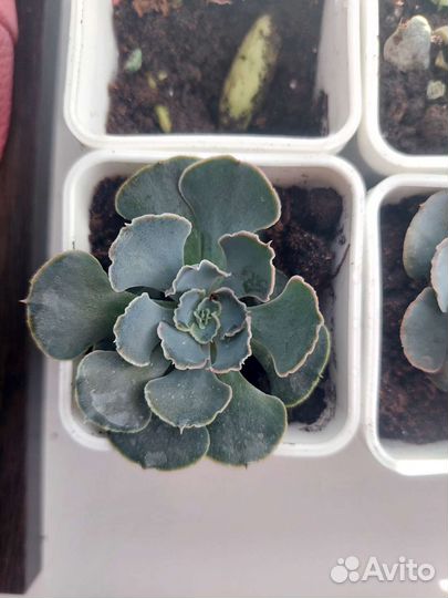 Суккуленты