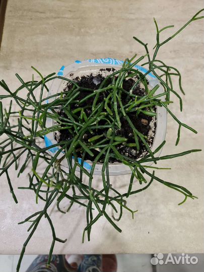 Брызги шампанского