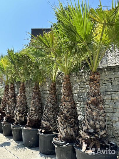 Пальма вашингтония