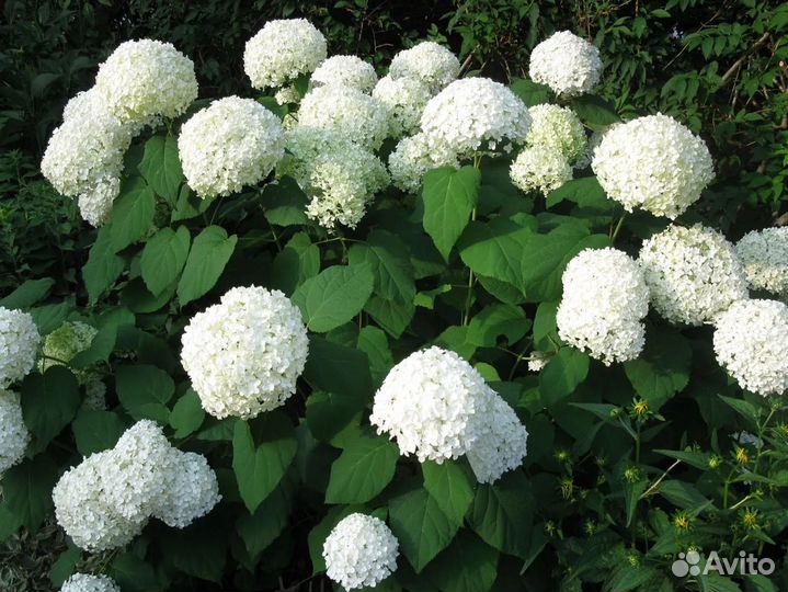 Гортензия,калина бульденеж,чубушник,пузыреплодники