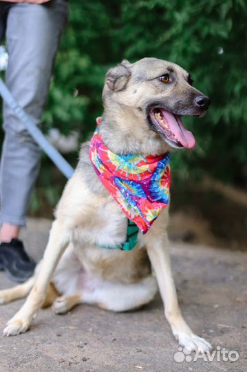 Собака ищет семью