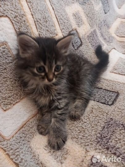 Котенок в дар