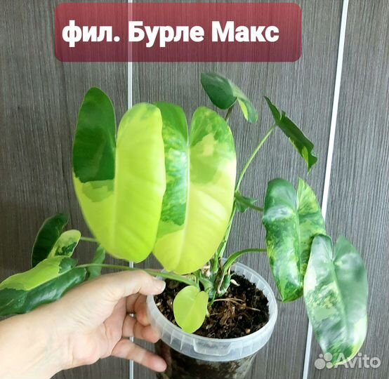 Филодендроны