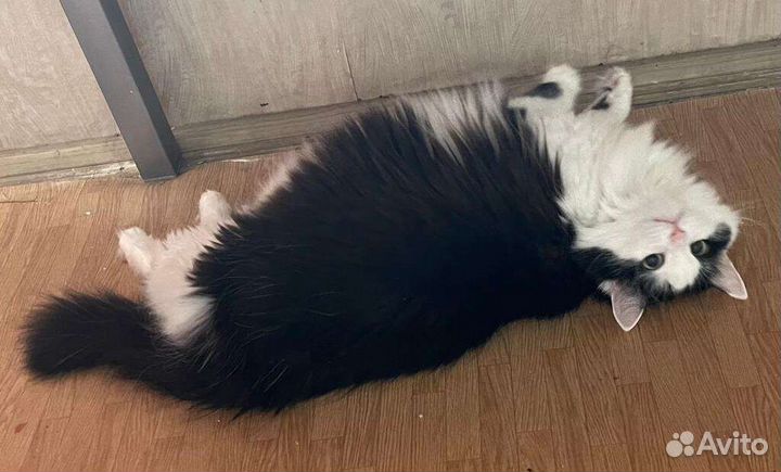 Кошка в дар бесплатно