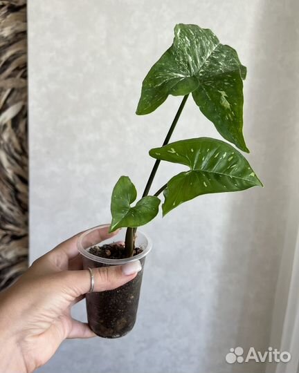 Сингониумы (часть 1)