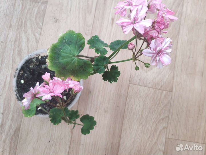 Пеларгония Оккольд Лагуна