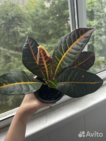 Кротон отросток