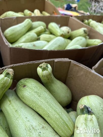 Кабачек второй сорт на корм