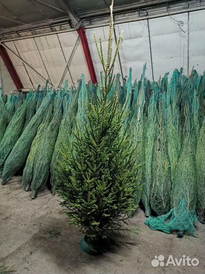 Живые елки оптом, ёлка оптом, ель живая новогодняя