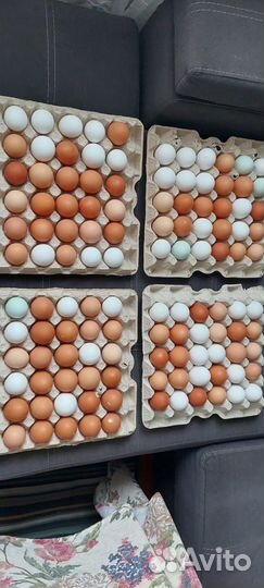 Яйцо куриное домашнее. Доставка