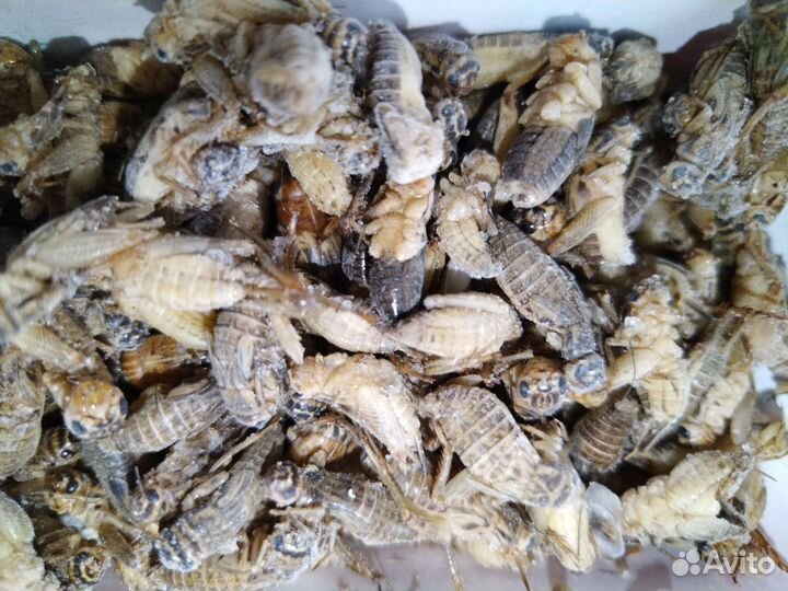 Замороженные сверчки