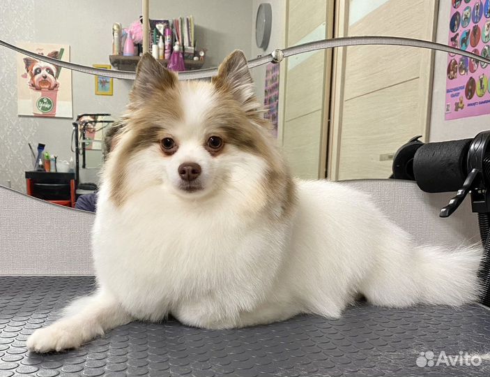 Груминг, стрижка собак и кошек