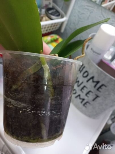 Орхидея фаленопсис