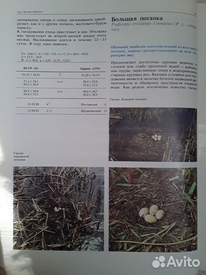 Справочник определитель гнезд 