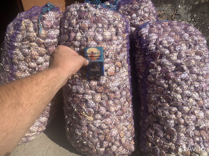 Чеснок на посадку