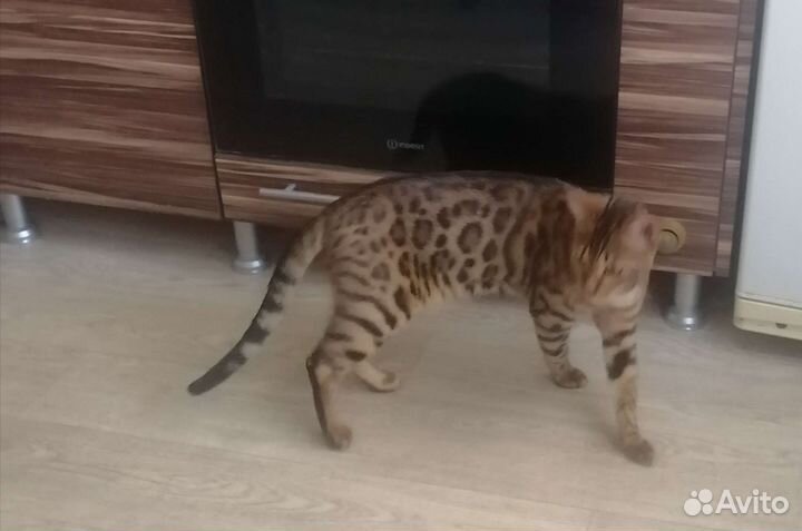 Бенгальский котик