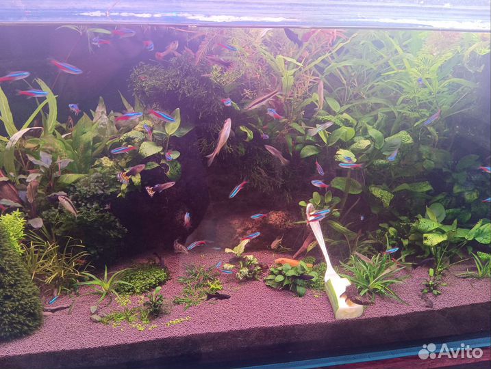 Аквариум