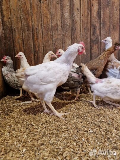 Куры молодки доминант