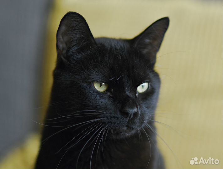 Черный кот в добрые руки