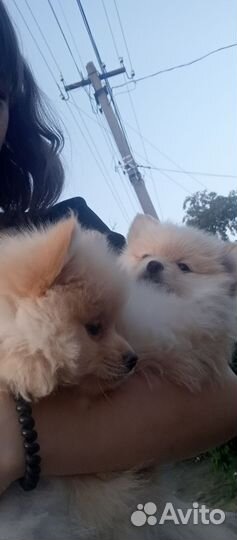 Щенки немецкого шпица