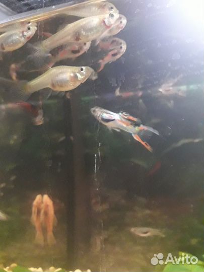 Гуппи Эндлера