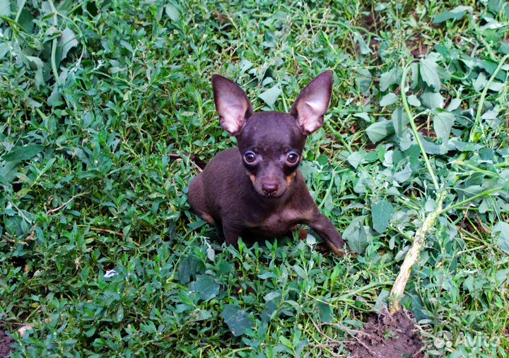 Щенки мальчики- тойчики