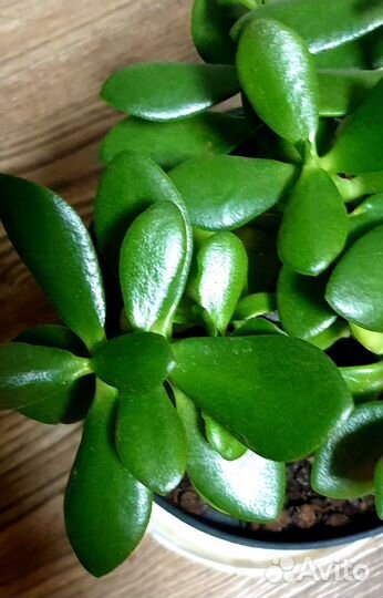 Толстянка(денежное дерево)