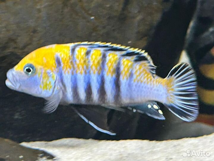 Малавийские цихлиды(Мбуна) своего разведения