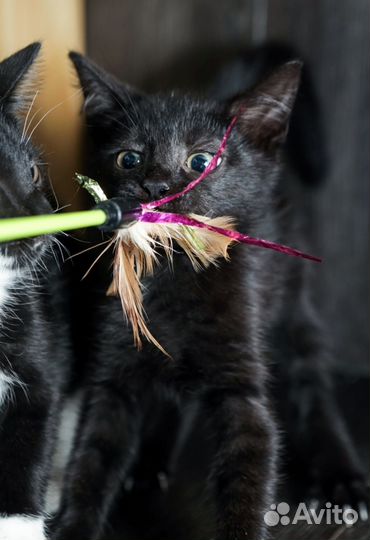 Невероятный котенок ищет дом