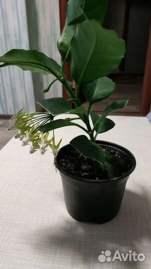 Хойя мультифлора