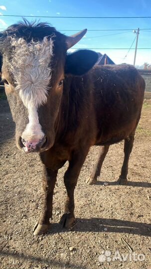 Бычки и быки