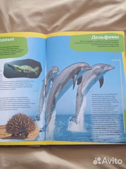 Энциклопедия