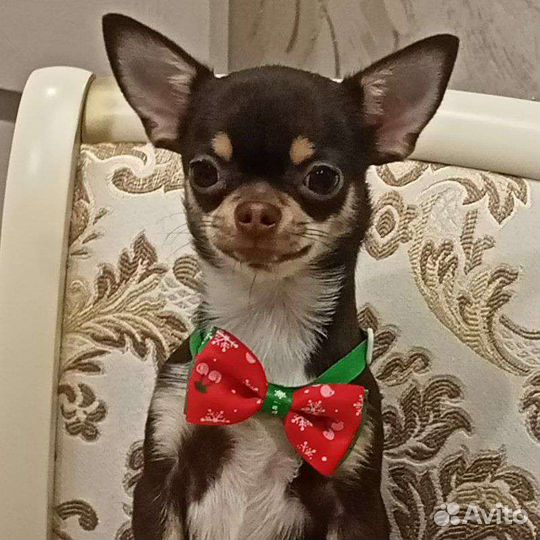 Собака на вязку