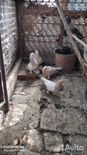 Голуби такла (турки)