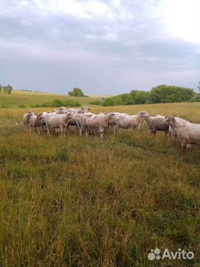 Бараны овцы матки Куйбышевской породы