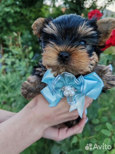 Йоркширский терьер мини