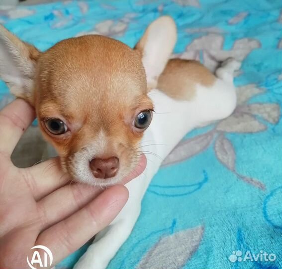 Чихуахуа мини