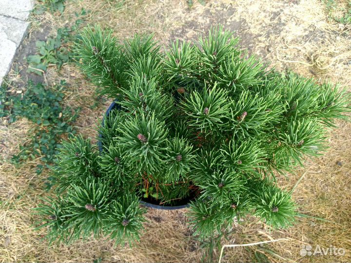 Сосна горная Мугус