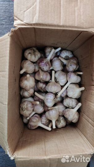 Чеснок зимний, ядрёный