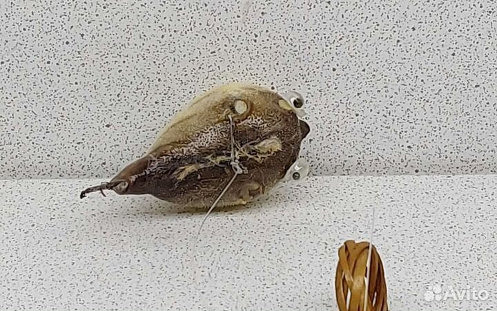 Рыба Попугай 5,9 морской сувенир подарок