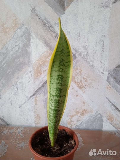 Сансевиерия Больше фото ищи: Комнатные Цветы надым