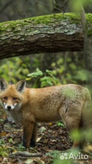 Экскурсия на Куршскую косу с гидом
