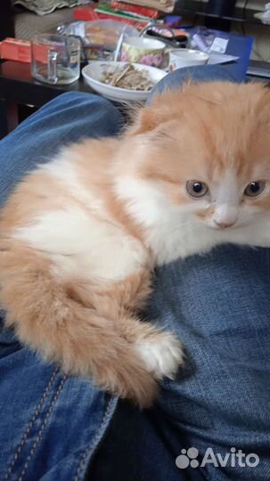 Кошки и коты